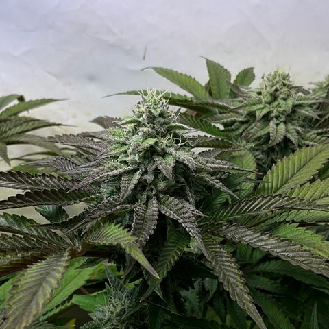 DNA Cake #3 growlog timeline photo