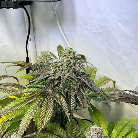 DNA Cake #1 growlog timeline photo