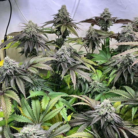 DNA Cake #1 growlog timeline photo