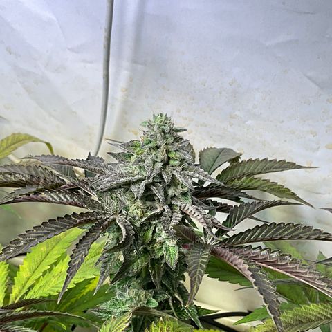 DNA Cake #3 growlog timeline photo