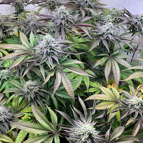 DNA Cake #3 growlog timeline photo