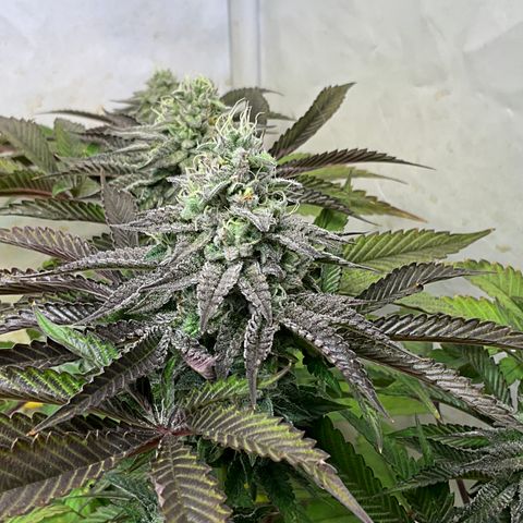 DNA Cake #3 growlog timeline photo