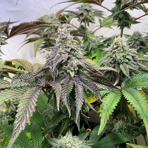 DNA Cake #1 growlog timeline photo