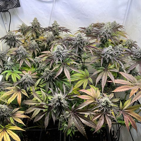 DNA Cake #3 growlog timeline photo