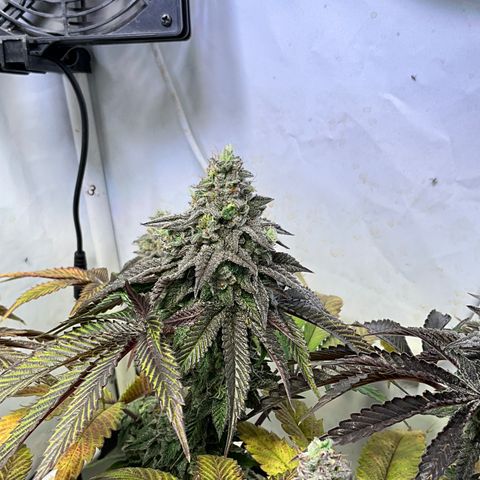 DNA Cake #1 growlog timeline photo