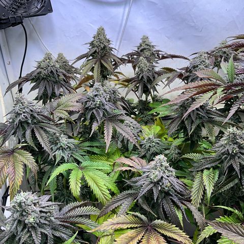DNA Cake #1 growlog timeline photo