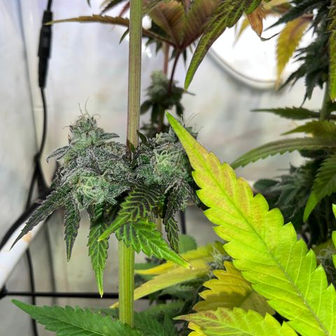 DNA Cake #1 growlog timeline photo