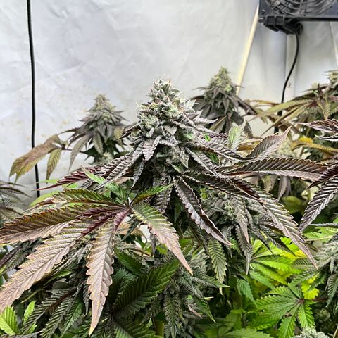 DNA Cake #3 growlog timeline photo
