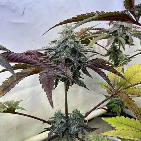DNA Cake #3 growlog timeline photo