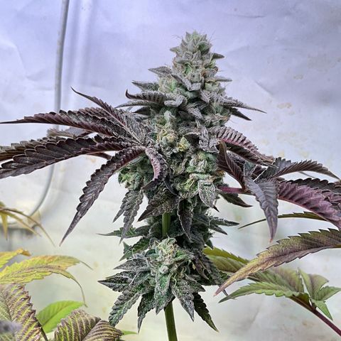 DNA Cake #3 growlog timeline photo