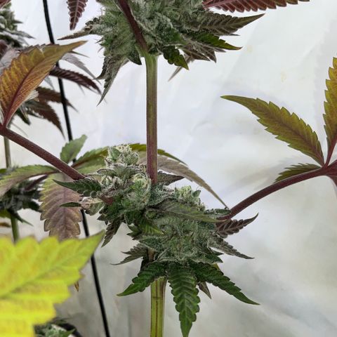 DNA Cake #3 growlog timeline photo