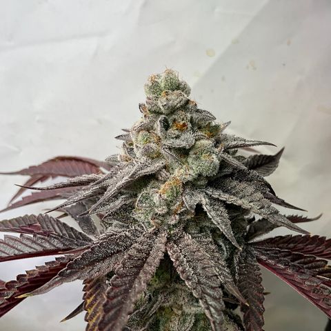 DNA Cake #3 growlog timeline photo