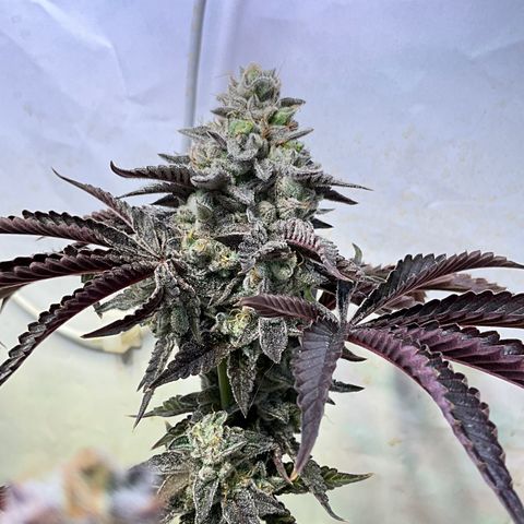 DNA Cake #3 growlog timeline photo