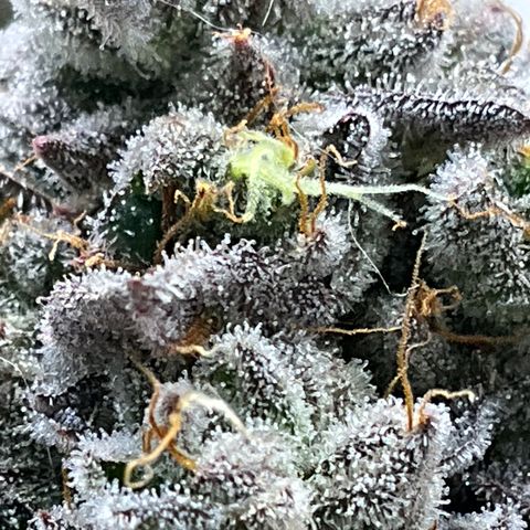 DNA Cake #3 growlog timeline photo