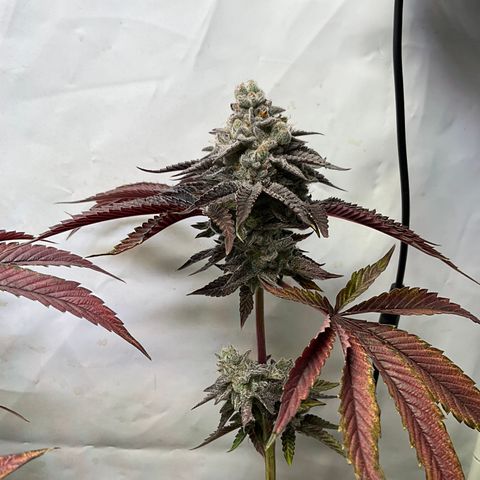 DNA Cake #3 growlog timeline photo