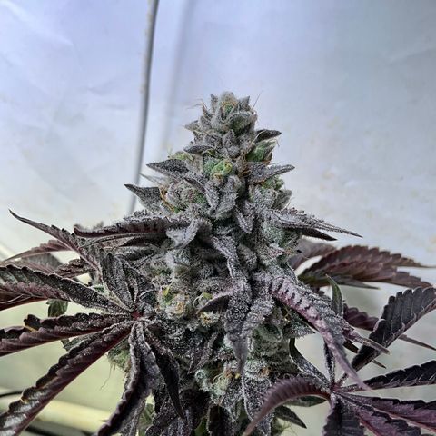 DNA Cake #3 growlog timeline photo