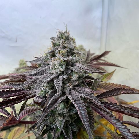 DNA Cake #3 growlog timeline photo