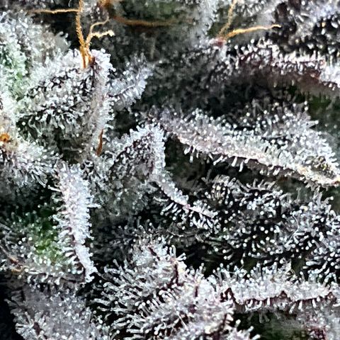 DNA Cake #3 growlog timeline photo
