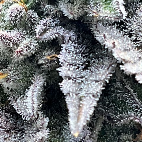 DNA Cake #3 growlog timeline photo