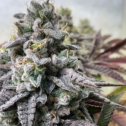 DNA Cake #3 growlog timeline photo