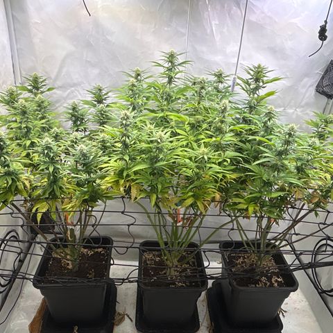 Dip n‘ Stacks Rbx1 #2 growlog photo: Pre defoliation 