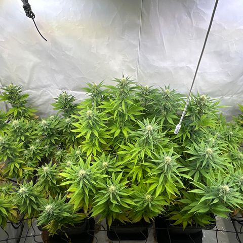 Dip n‘ Stacks Rbx1 #2 growlog photo: Pre defoliation 