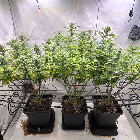 Dip n‘ Stacks Rbx1 #2 growlog photo: After defoliation 