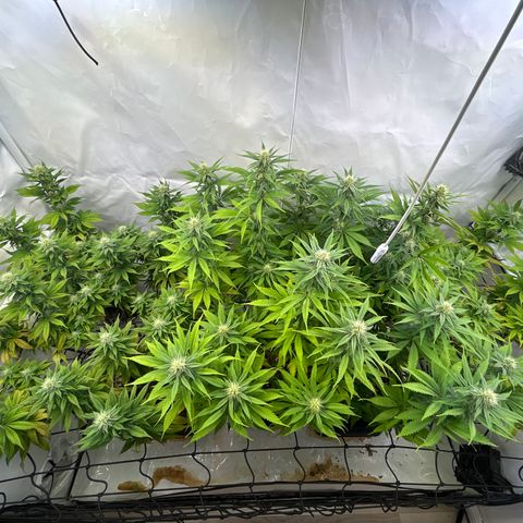 Dip n‘ Stacks Rbx1 #2 growlog photo: After defoliation 