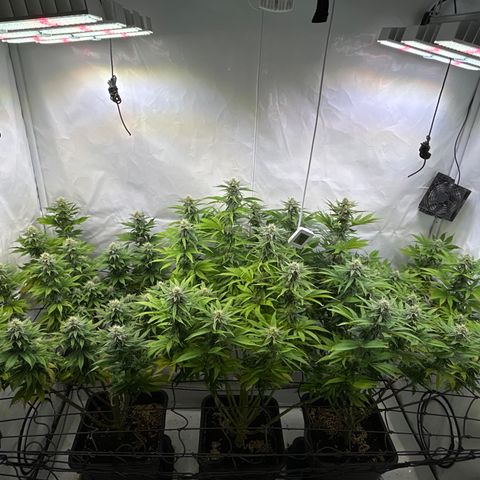 Dip n‘ Stacks Rbx1 #2 growlog timeline photo