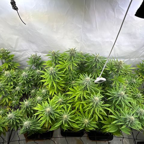 Dip n‘ Stacks Rbx1 #2 growlog timeline photo