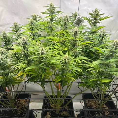 Dip n‘ Stacks Rbx1 #1 growlog timeline photo