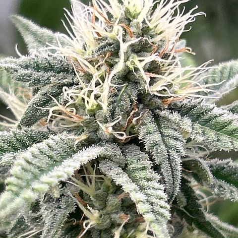 Dip n‘ Stacks Rbx1 #1 growlog timeline photo