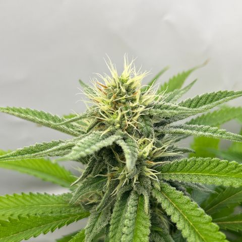 Dip n‘ Stacks Rbx1 #1 growlog timeline photo