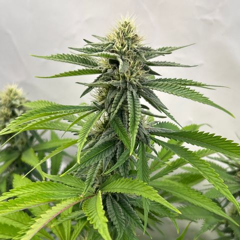 Dip n‘ Stacks Rbx1 #1 growlog timeline photo