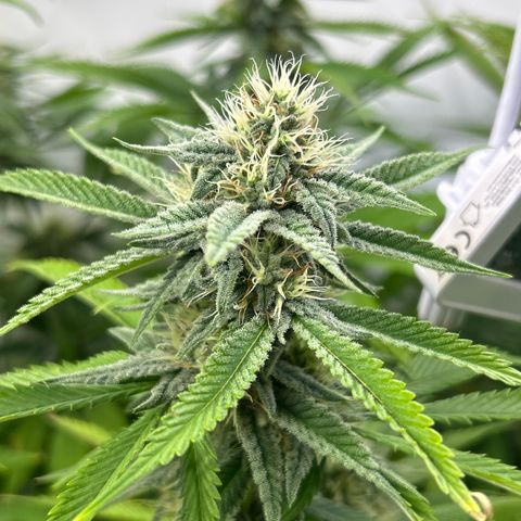 Dip n‘ Stacks Rbx1 #1 growlog timeline photo