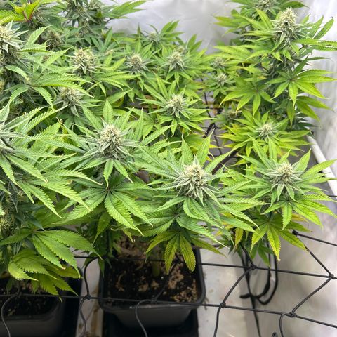 Dip n‘ Stacks Rbx1 #2 growlog timeline photo