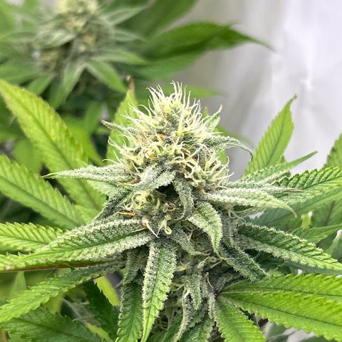 Dip n‘ Stacks Rbx1 #2 growlog timeline photo