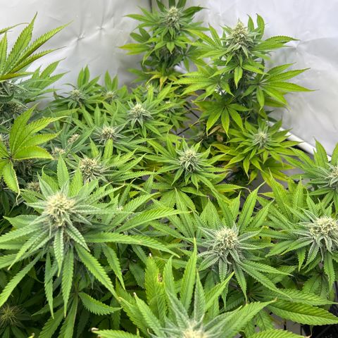 Dip n‘ Stacks Rbx1 #2 growlog timeline photo