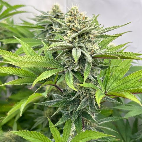 Dip n‘ Stacks Rbx1 #2 growlog timeline photo