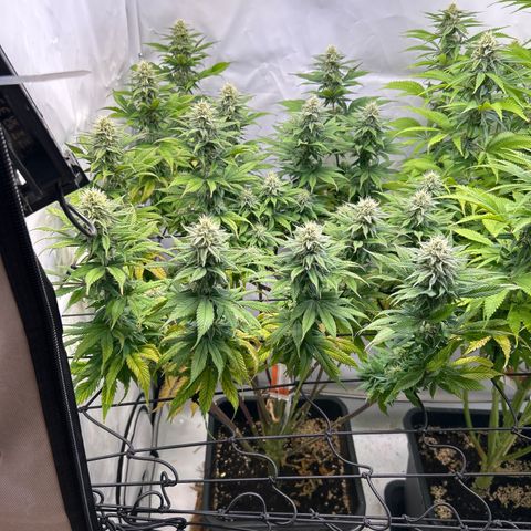 Dip n‘ Stacks Rbx1 #3 growlog timeline photo