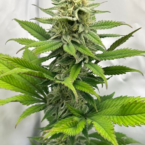 Dip n‘ Stacks Rbx1 #3 growlog timeline photo