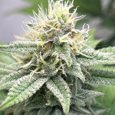 Dip n‘ Stacks Rbx1 #3 growlog timeline photo