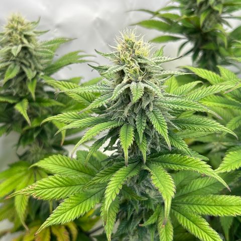 Dip n‘ Stacks Rbx1 #3 growlog timeline photo
