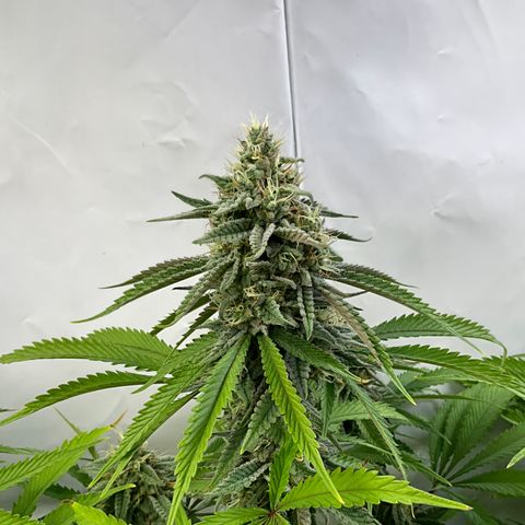 Dip n‘ Stacks Rbx1 #1 growlog timeline photo
