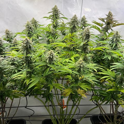 Dip n‘ Stacks Rbx1 #1 growlog timeline photo