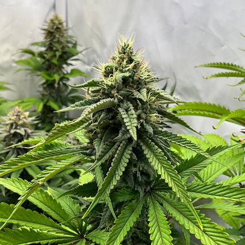 Dip n‘ Stacks Rbx1 #1 growlog timeline photo