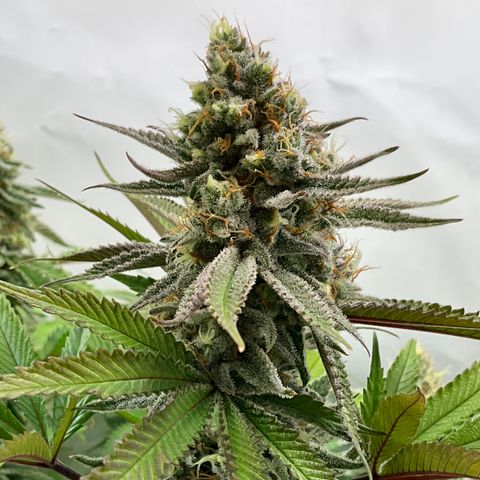 Dip n‘ Stacks Rbx1 #2 growlog timeline photo