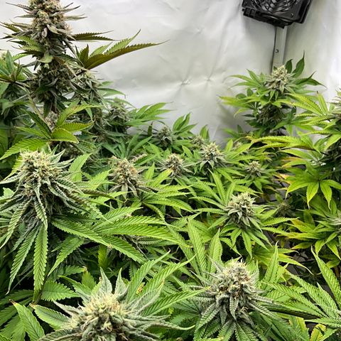 Dip n‘ Stacks Rbx1 #2 growlog timeline photo