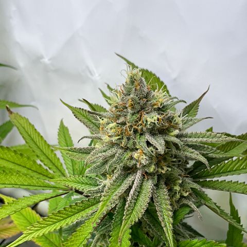 Dip n‘ Stacks Rbx1 #2 growlog timeline photo