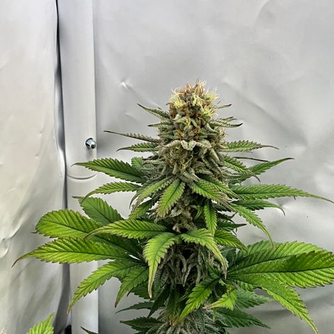 Dip n‘ Stacks Rbx1 #3 growlog timeline photo